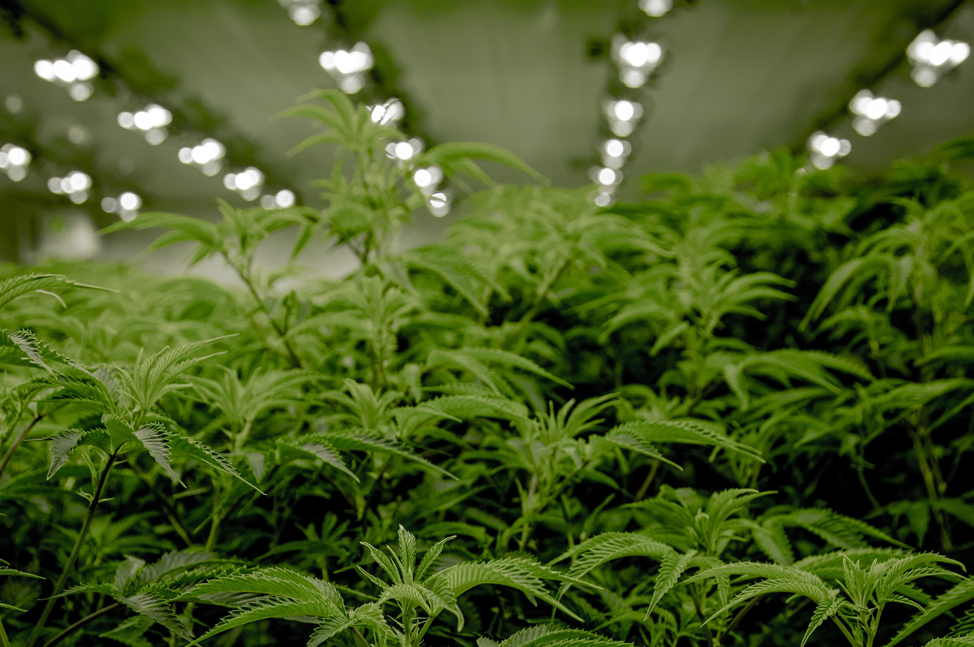 Cannabis Cultivators Increasing Profitability through Energy Management